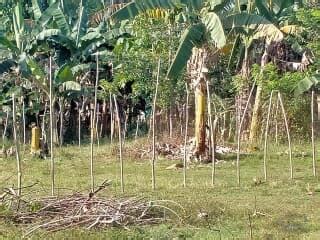 Properties For Sale in Mambago.